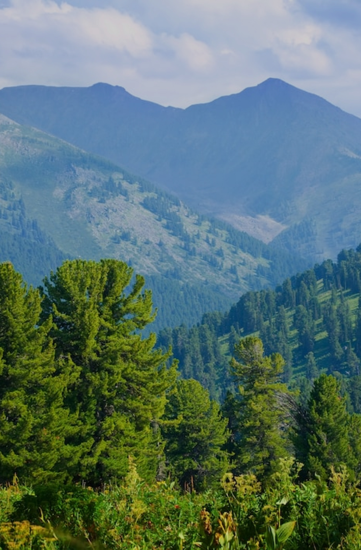 Forest landscape