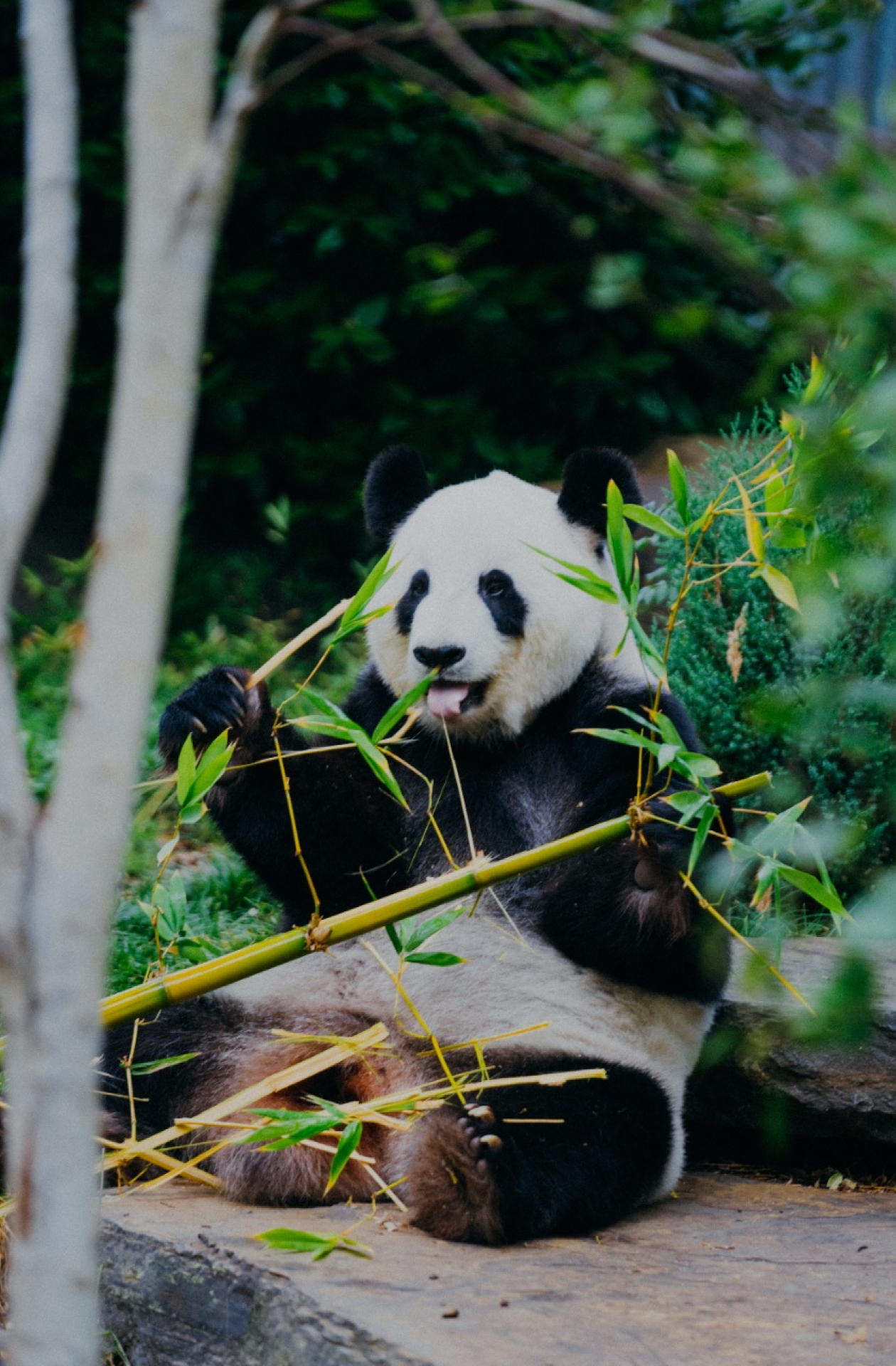 Panda eating